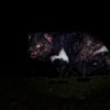 Dabel medvedovity - Sarcophilus harrisii - Tasmanian Devil o7619